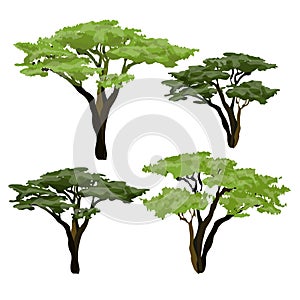 African acacia tree. Plants of Africa photo